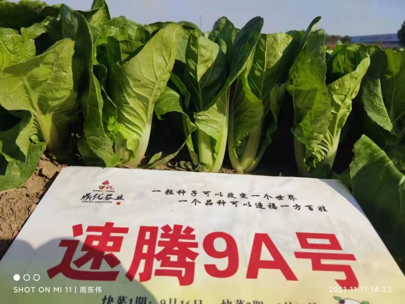 快菜种子速腾9A