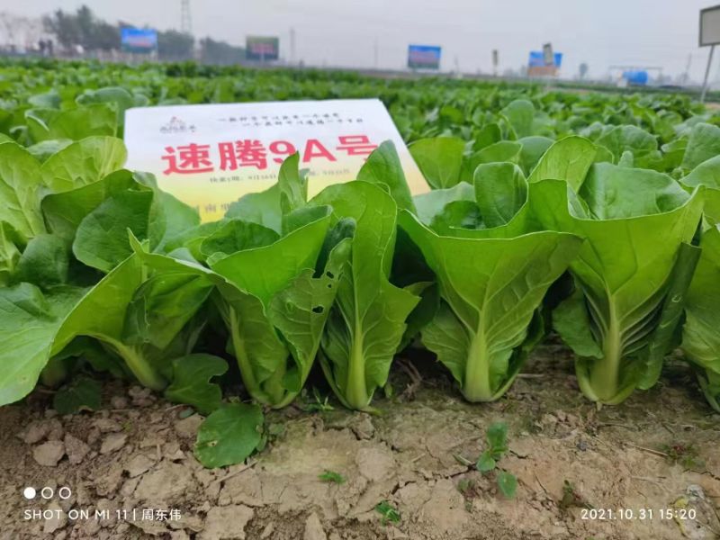 快菜种子速腾9A