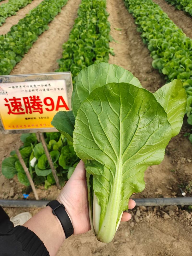 快菜种子速腾9A