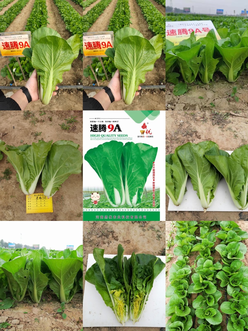 快菜种子速腾9A