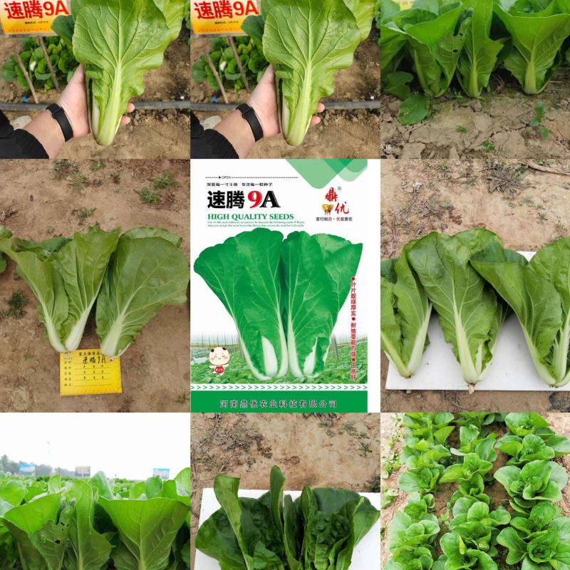 快菜种子速腾9A