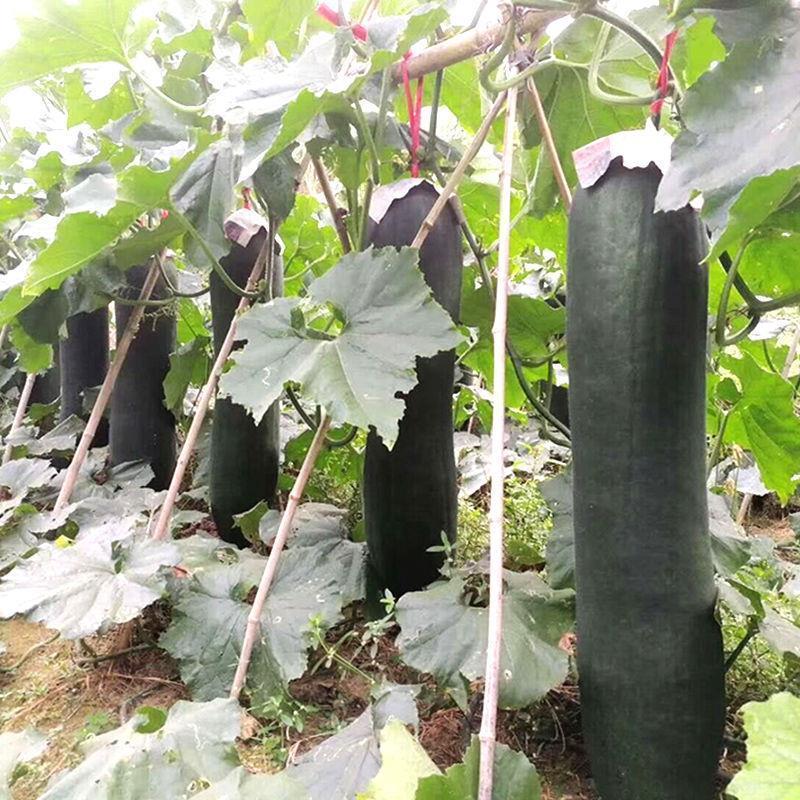 《吊冬瓜》河北基地直发对接全国量大从优一条龙服务