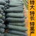 《吊冬瓜》河北基地直发对接全国量大从优一条龙服务