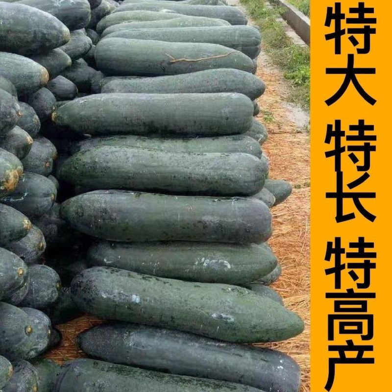 《吊冬瓜》河北基地直发对接全国量大从优一条龙服务