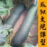 《吊冬瓜》河北基地直发对接全国量大从优一条龙服务