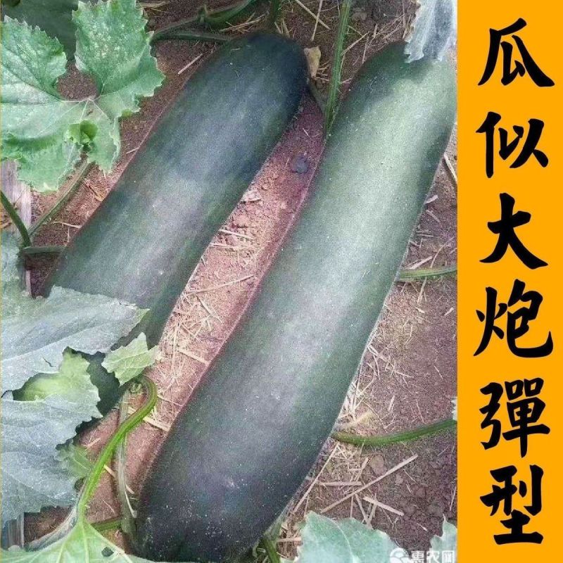 《吊冬瓜》河北基地直发对接全国量大从优一条龙服务