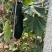 《吊冬瓜》河北基地直发对接全国量大从优一条龙服务