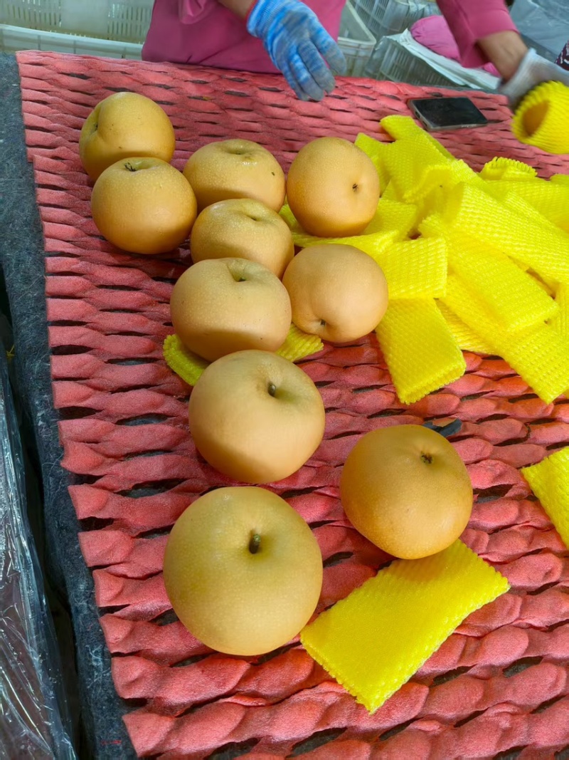 秋月梨，大量，便宜，质量好