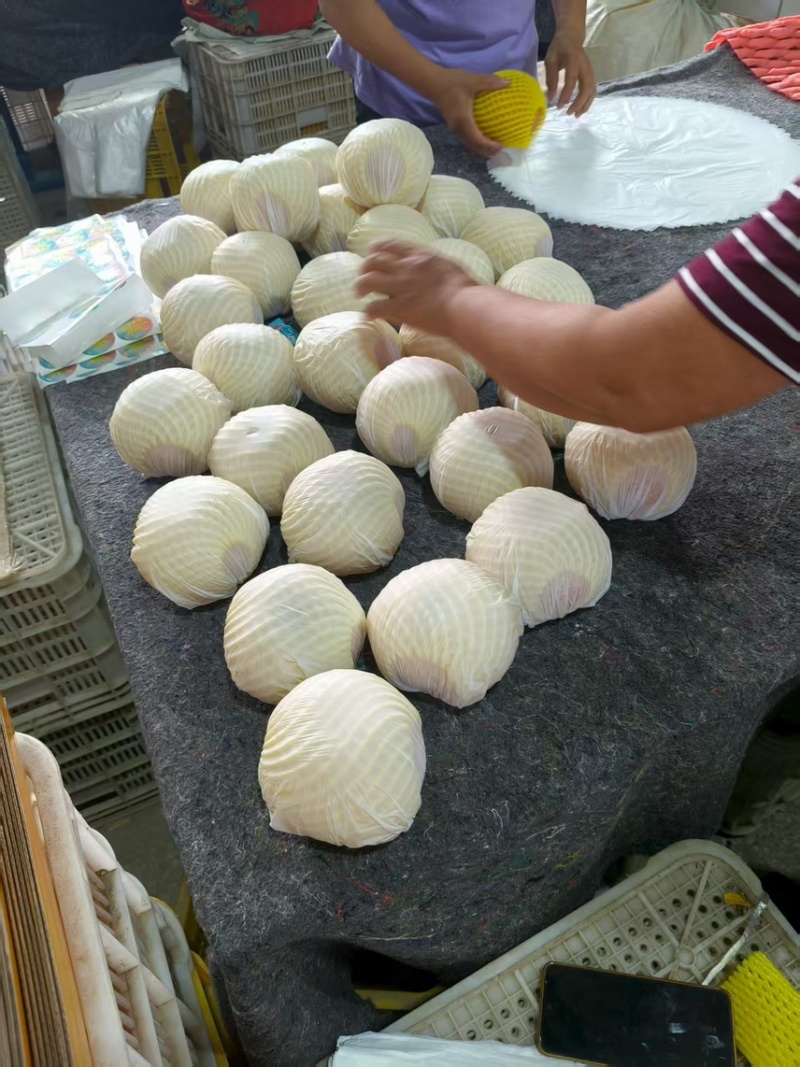 秋月梨，大量，便宜，质量好