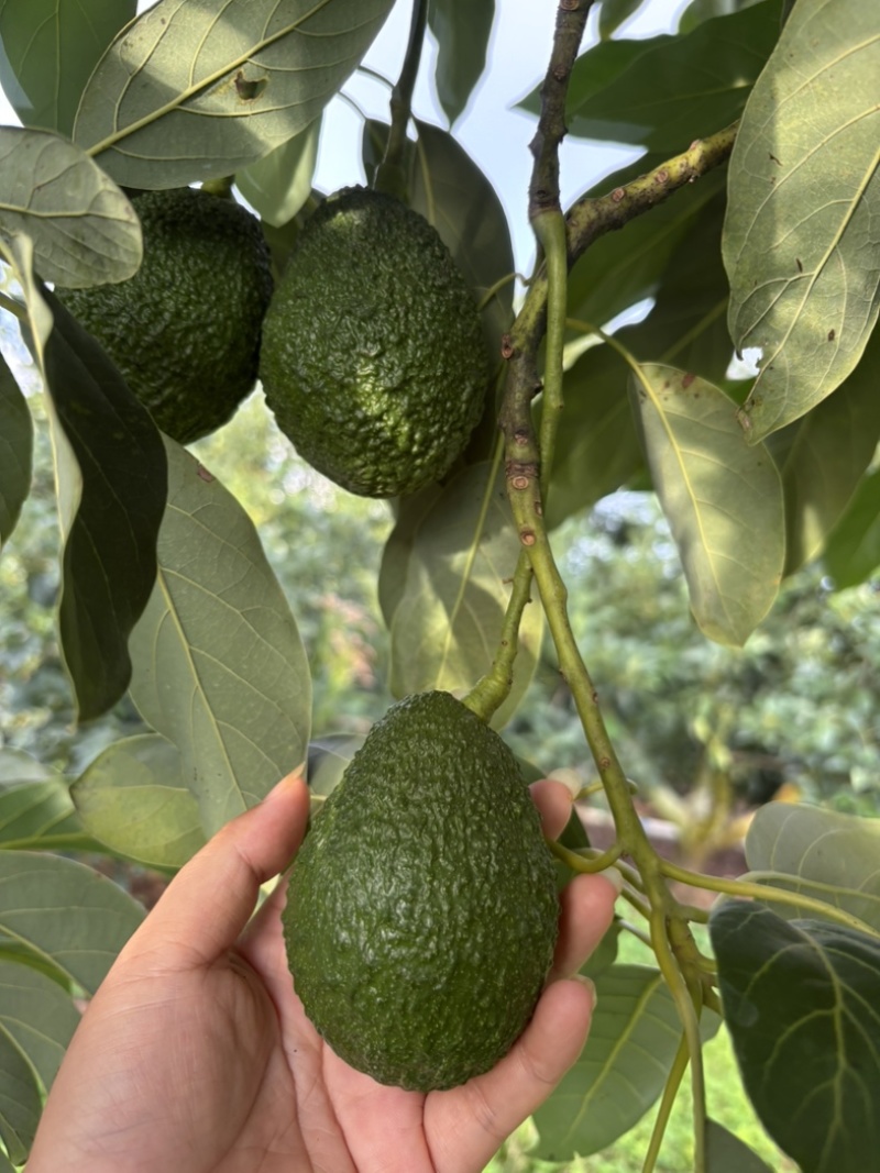 哈斯牛油果