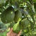 哈斯牛油果