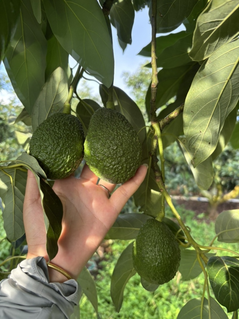 哈斯牛油果