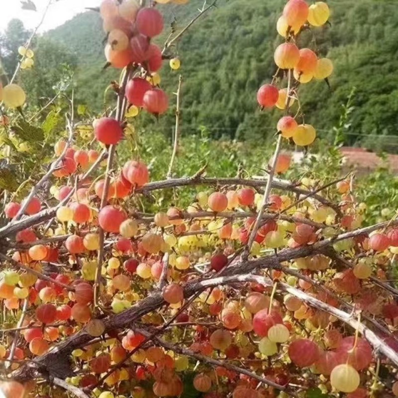 东北结果红绿灯笼果苗带刺根苗盆栽庭院二年苗易活耐寒包邮价