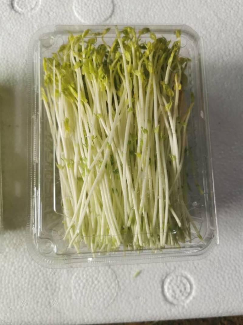 水培碗豆苗
