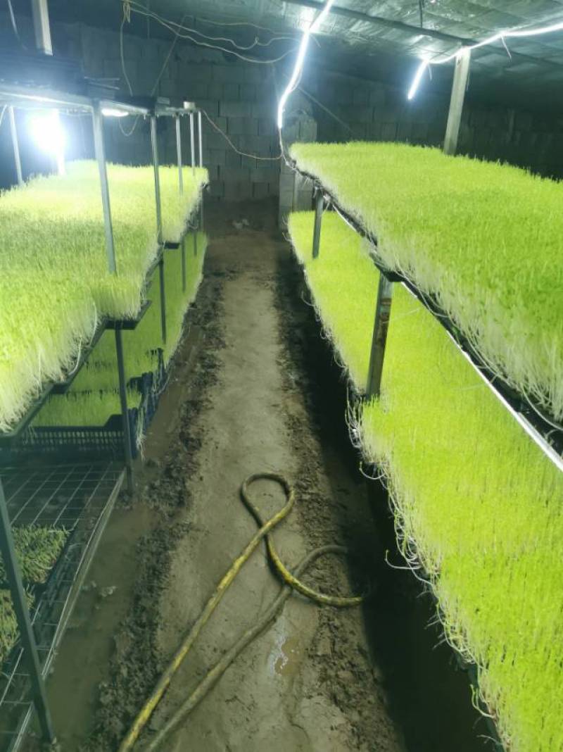 水培碗豆苗