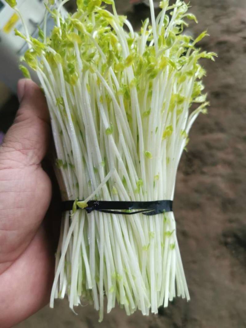 水培碗豆苗