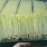水培碗豆苗