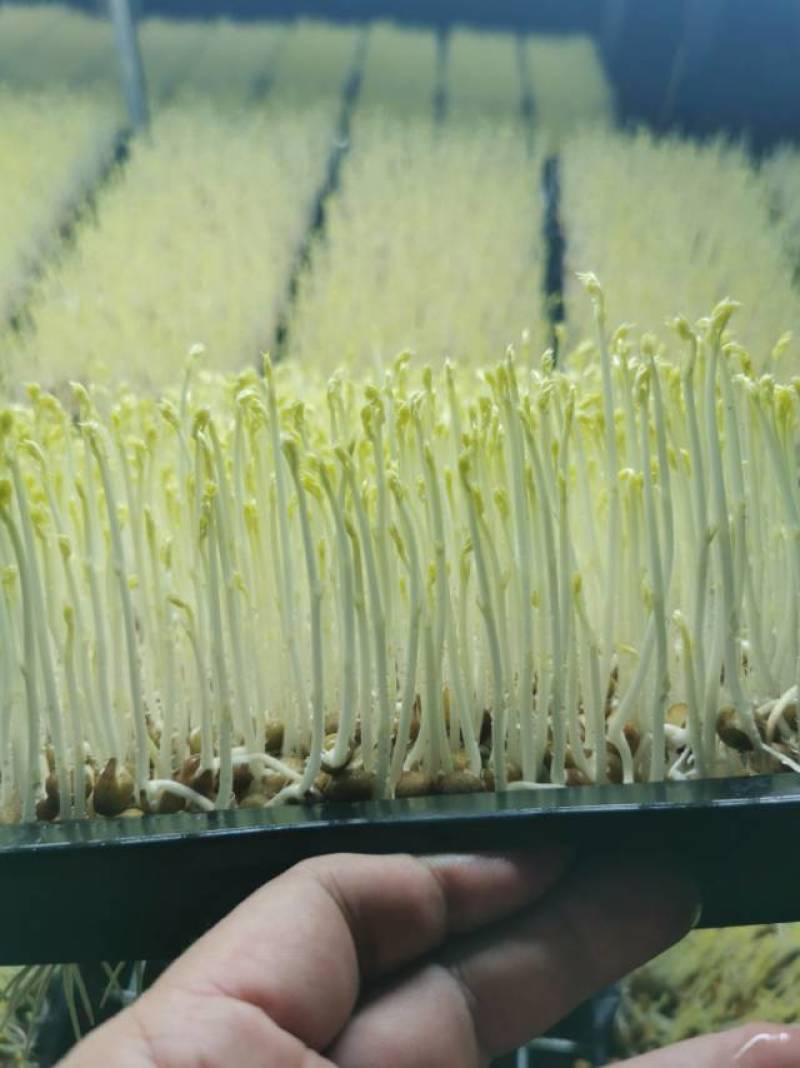 水培碗豆苗