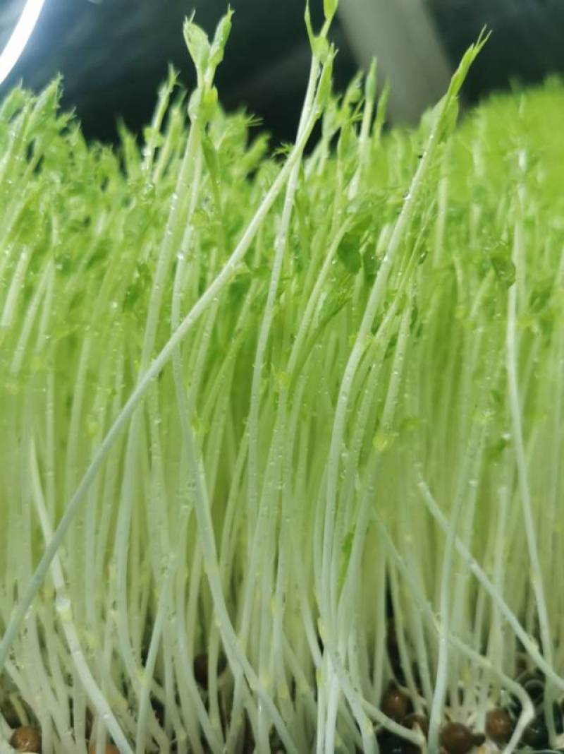 水培碗豆苗