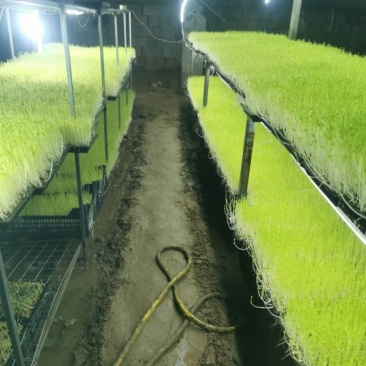 水培碗豆苗