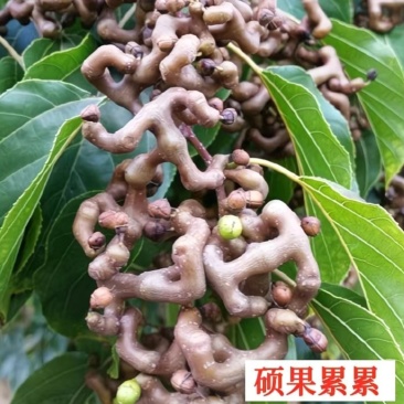 拐枣树苗嫁接拐枣树苗万寿果苗鸡爪连金钩梨盆栽地栽南北方种