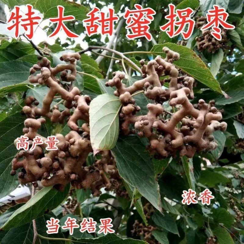 拐枣树苗嫁接拐枣树苗万寿果苗鸡爪连金钩梨盆栽地栽南北方种