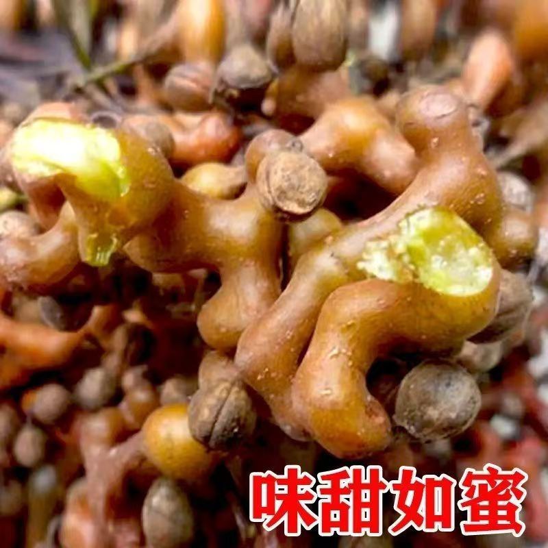 拐枣树苗嫁接拐枣树苗万寿果苗鸡爪连金钩梨盆栽地栽南北方种