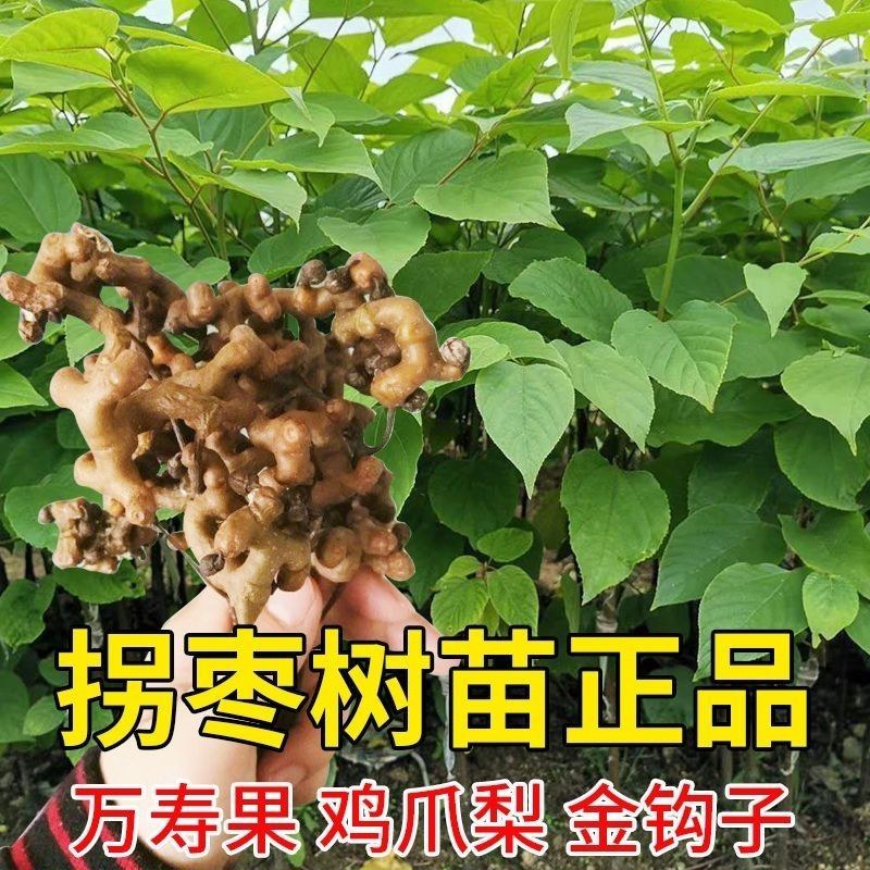 拐枣树苗嫁接拐枣树苗万寿果苗鸡爪连金钩梨盆栽地栽南北方种