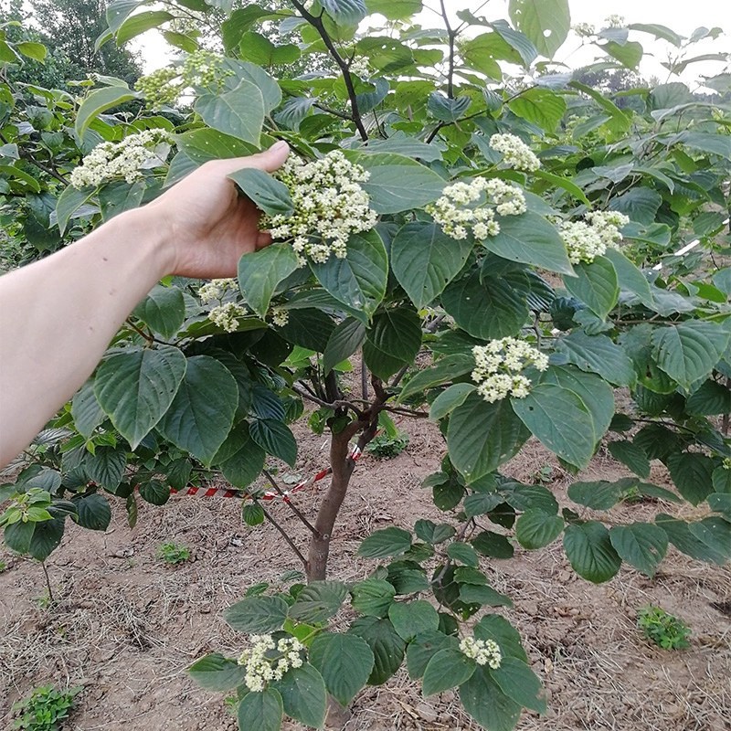 拐枣树苗嫁接拐枣树苗万寿果苗鸡爪连金钩梨盆栽地栽南北方种