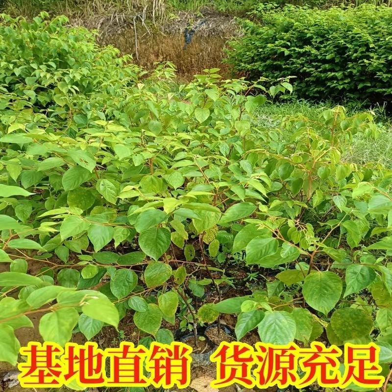 拐枣树苗嫁接拐枣树苗万寿果苗鸡爪连金钩梨盆栽地栽南北方种