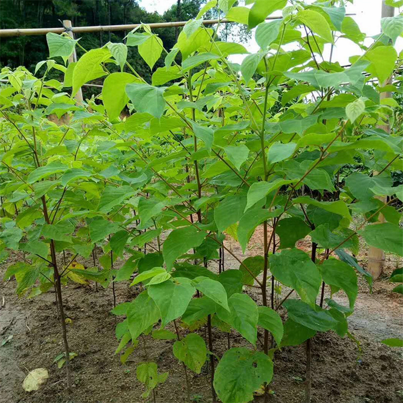 拐枣树苗嫁接拐枣树苗万寿果苗鸡爪连金钩梨盆栽地栽南北方种