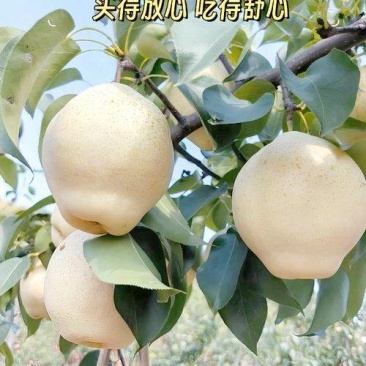 山农酥梨