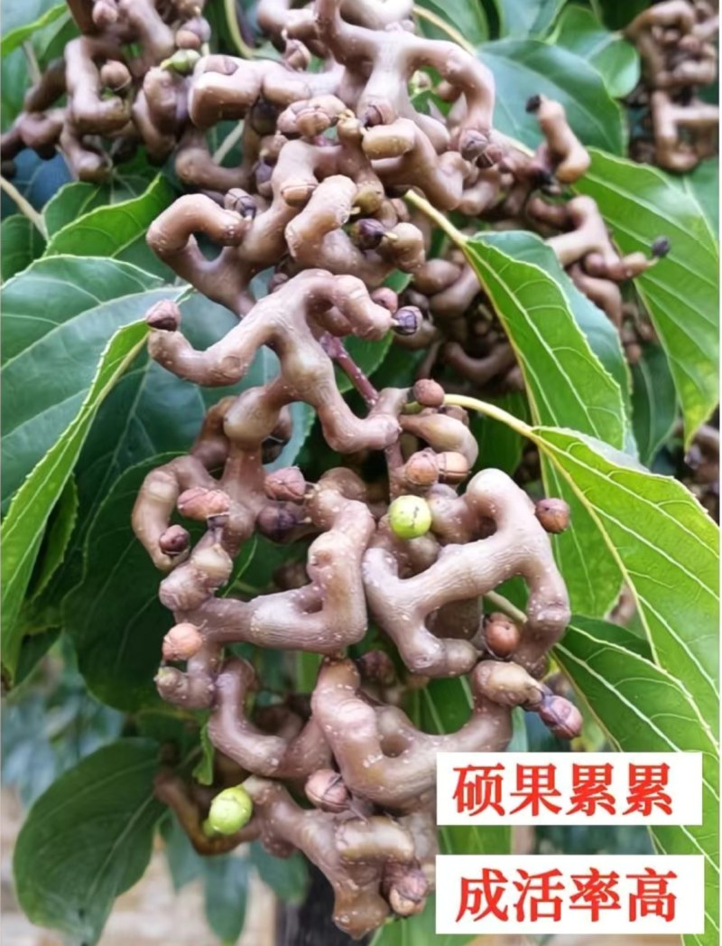 万寿果苗南北方种植盆栽地栽拐枣树苗嫁接拐枣树