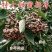 万寿果苗南北方种植盆栽地栽拐枣树苗嫁接拐枣树