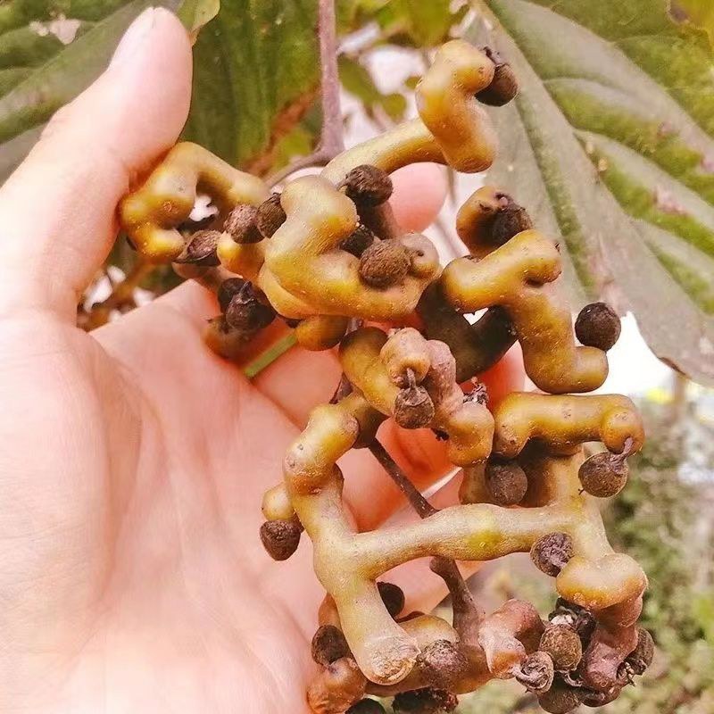 万寿果苗南北方种植盆栽地栽拐枣树苗嫁接拐枣树
