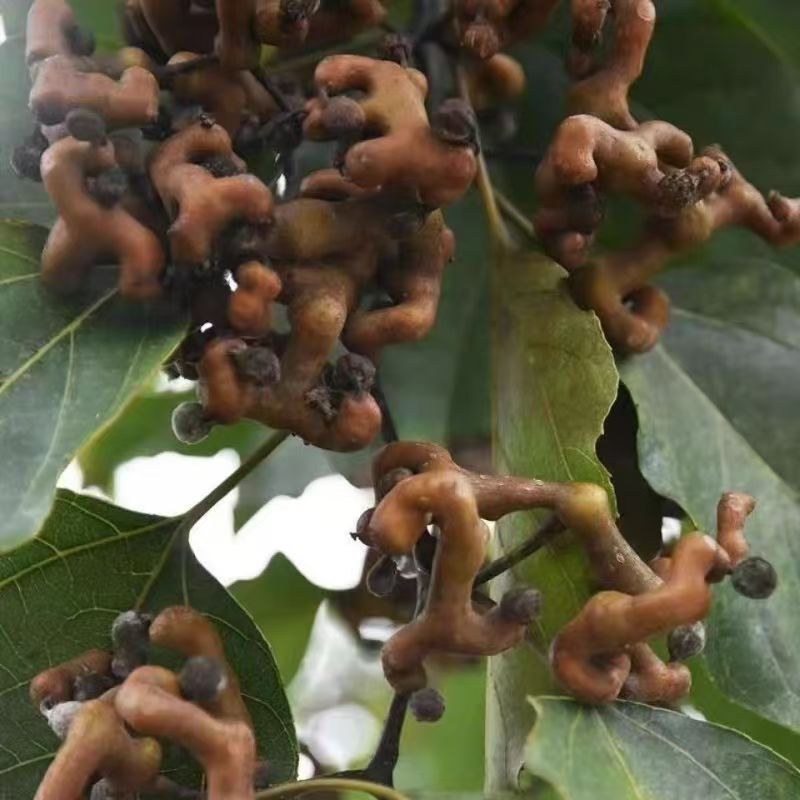 万寿果苗南北方种植盆栽地栽拐枣树苗嫁接拐枣树