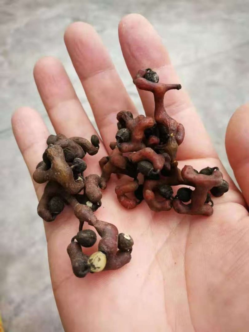 万寿果苗南北方种植盆栽地栽拐枣树苗嫁接拐枣树
