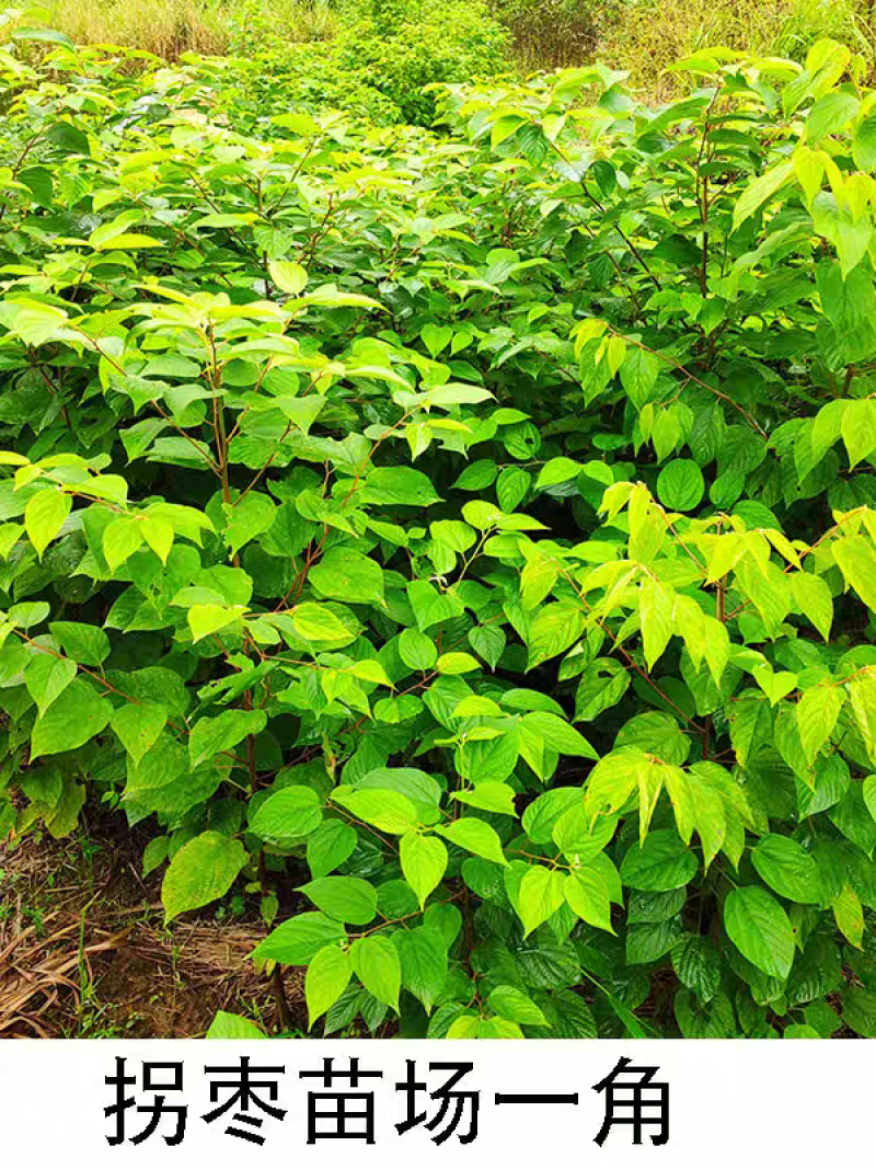 万寿果苗南北方种植盆栽地栽拐枣树苗嫁接拐枣树
