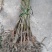 万寿果苗南北方种植盆栽地栽拐枣树苗嫁接拐枣树