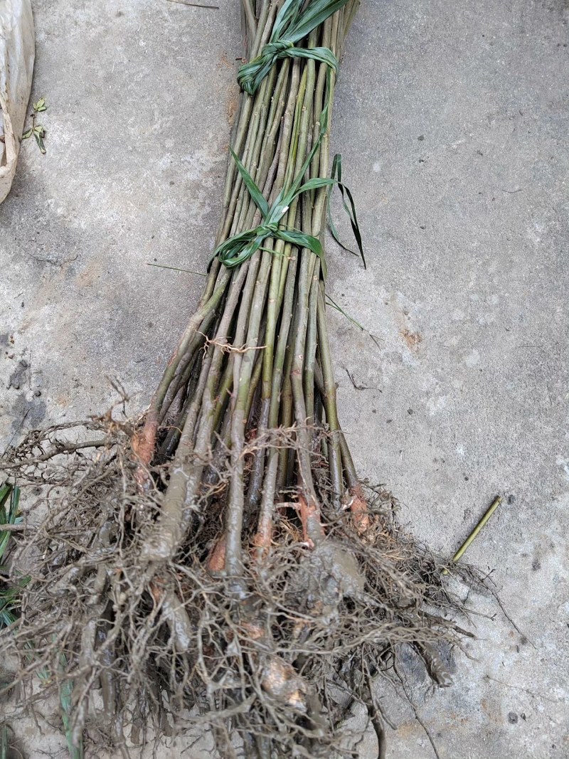 万寿果苗南北方种植盆栽地栽拐枣树苗嫁接拐枣树