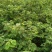 万寿果苗南北方种植盆栽地栽拐枣树苗嫁接拐枣树