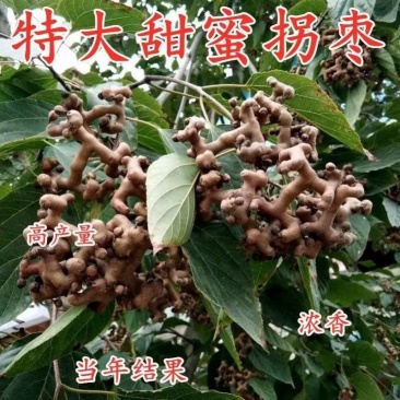 万寿果苗南北方种植盆栽地栽拐枣树苗嫁接拐枣树