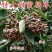万寿果苗南北方种植盆栽地栽拐枣树苗嫁接拐枣树