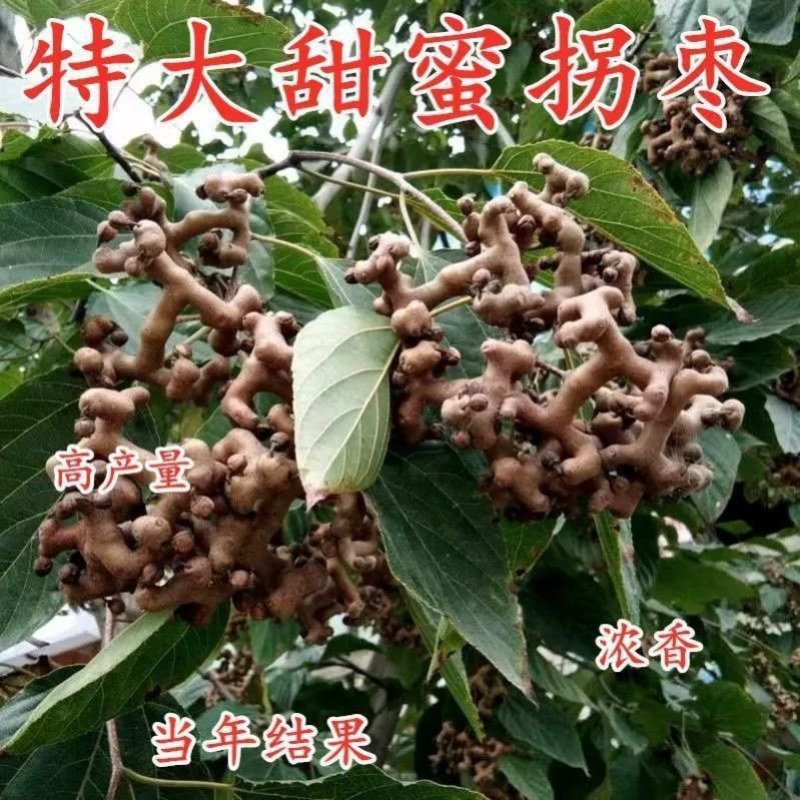 万寿果苗南北方种植盆栽地栽拐枣树苗嫁接拐枣树