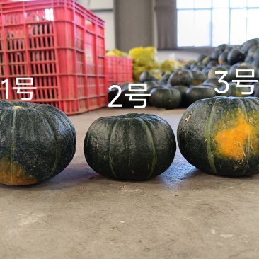 粉糯香甜贝贝南瓜，各种通货、精品、礼盒都可做