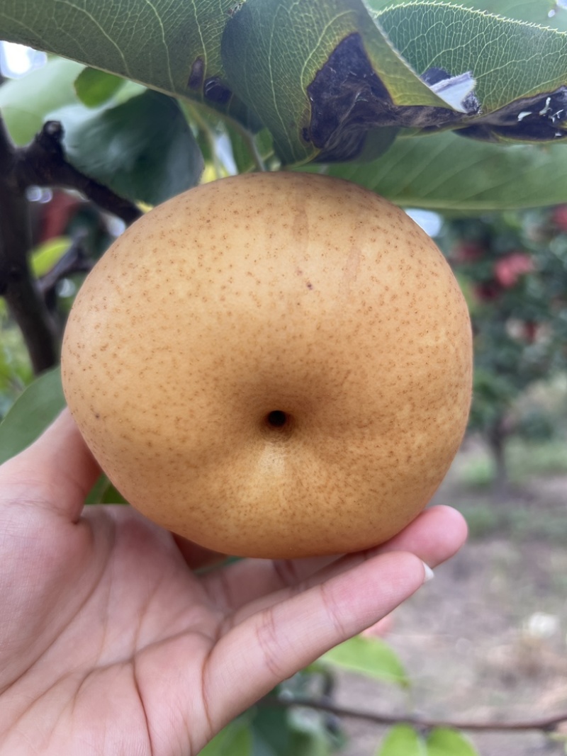 晚秋梨