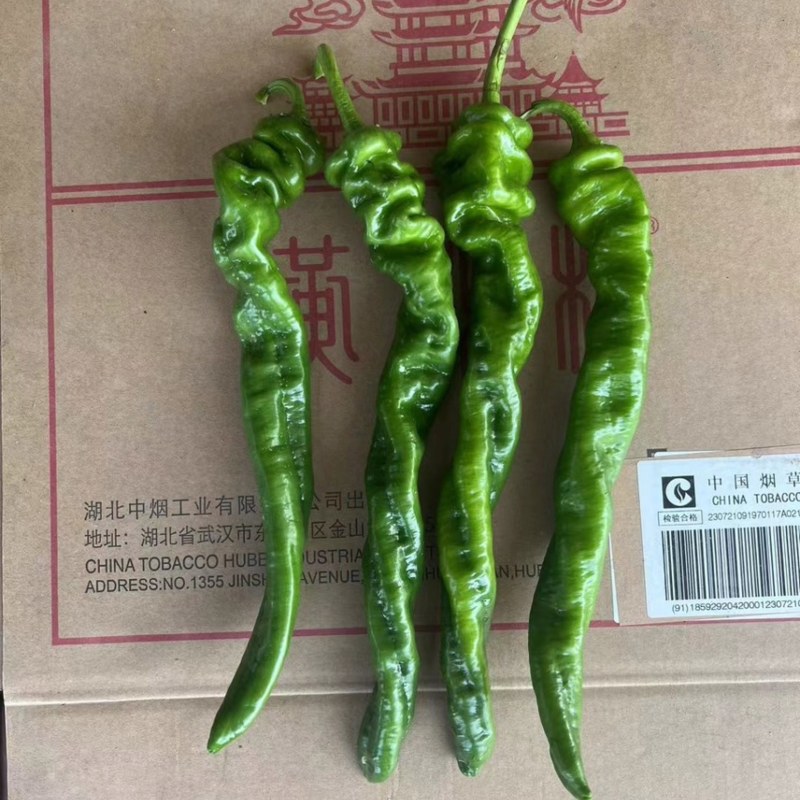 【实力供货】夏邑螺丝椒基地直发提供一条龙服务代发全国