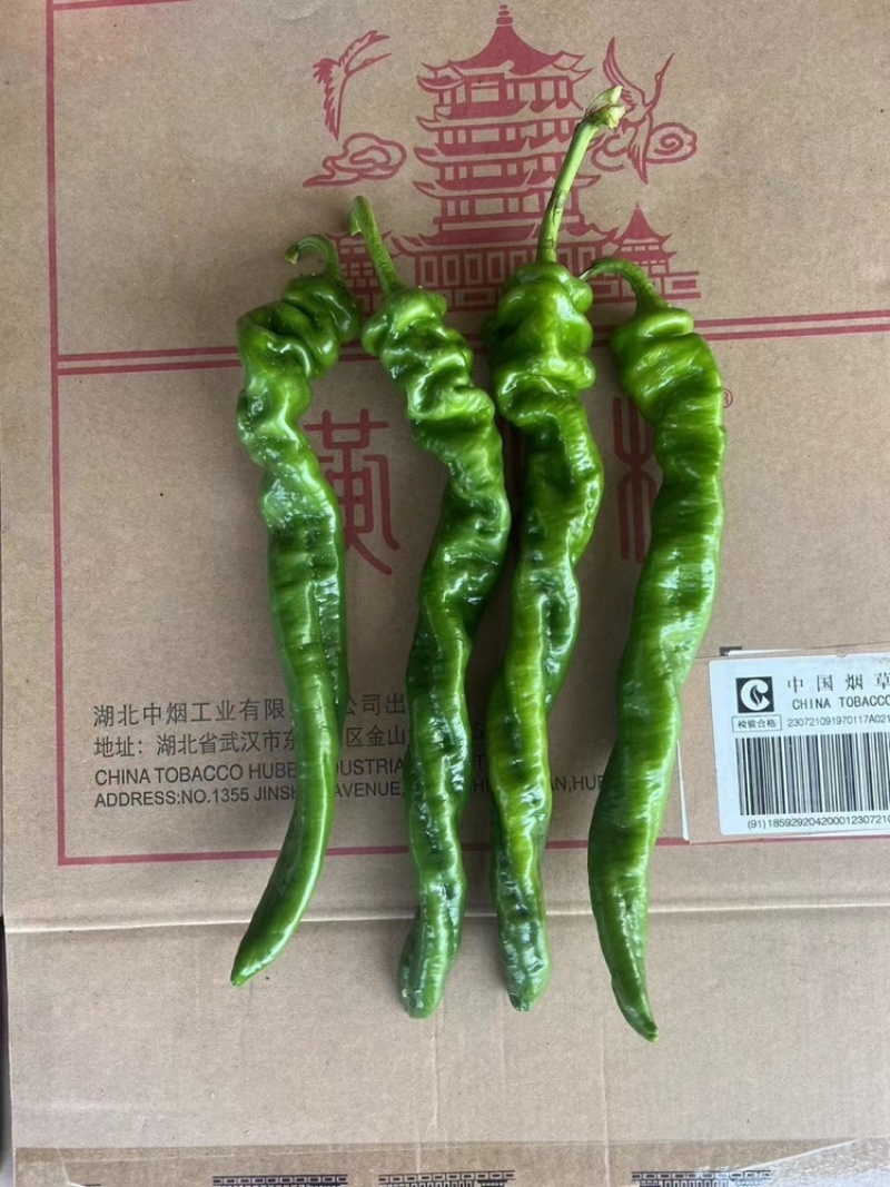 【实力供货】夏邑螺丝椒基地直发提供一条龙服务代发全国