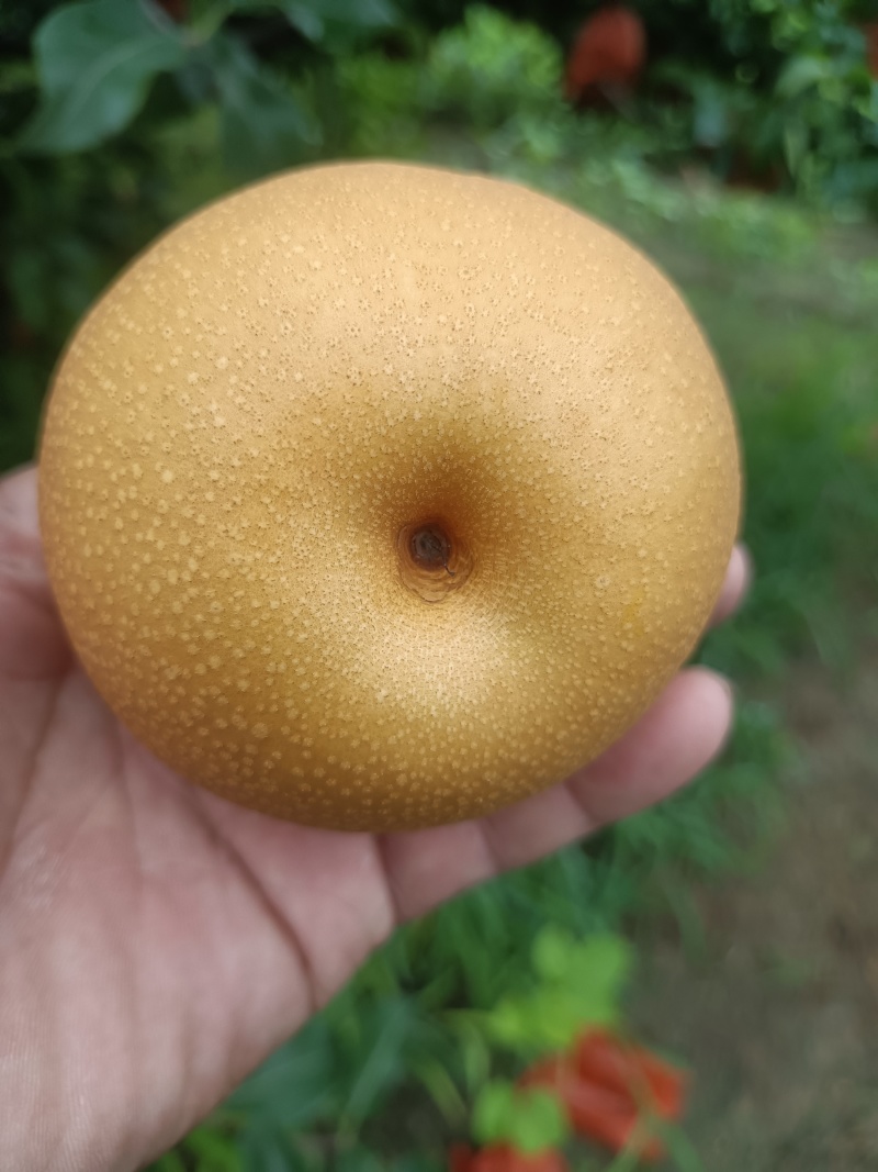 新高梨