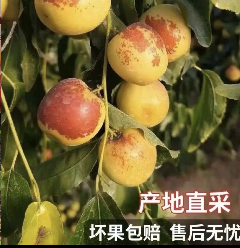 [热卖]沾化冬枣对接各大市场档口商超电商平台